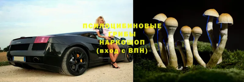 Псилоцибиновые грибы MAGIC MUSHROOMS  блэк спрут ТОР  Кинель 